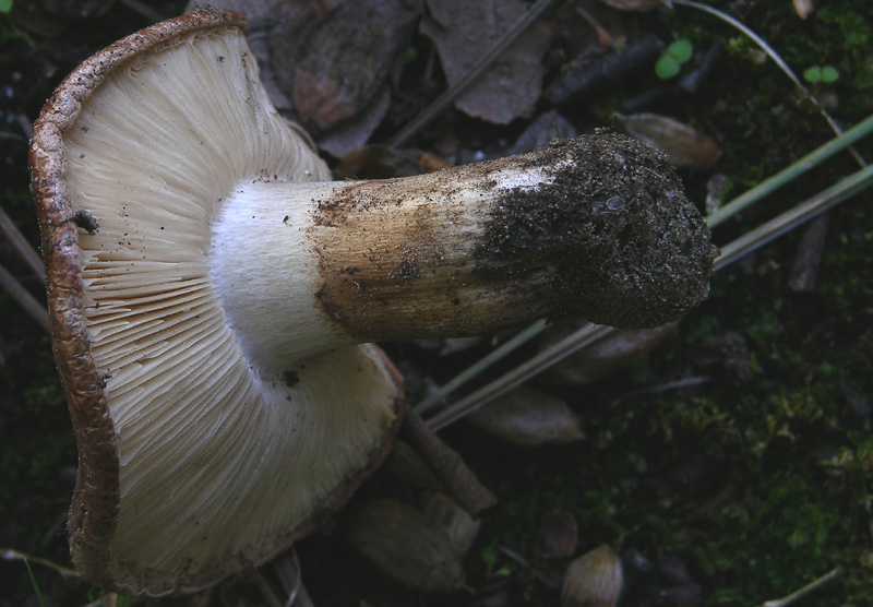 Tricholoma ustaloides?